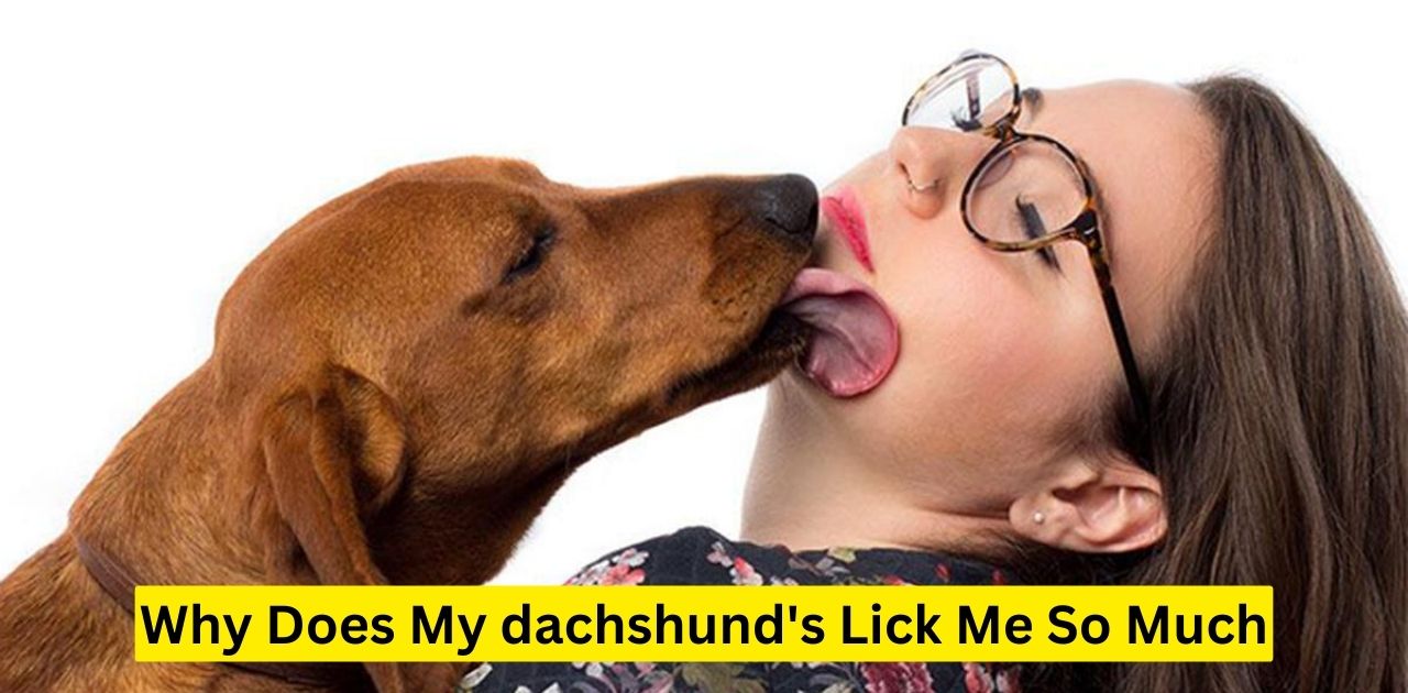 Why Does My dachshund's Lick Me So Much